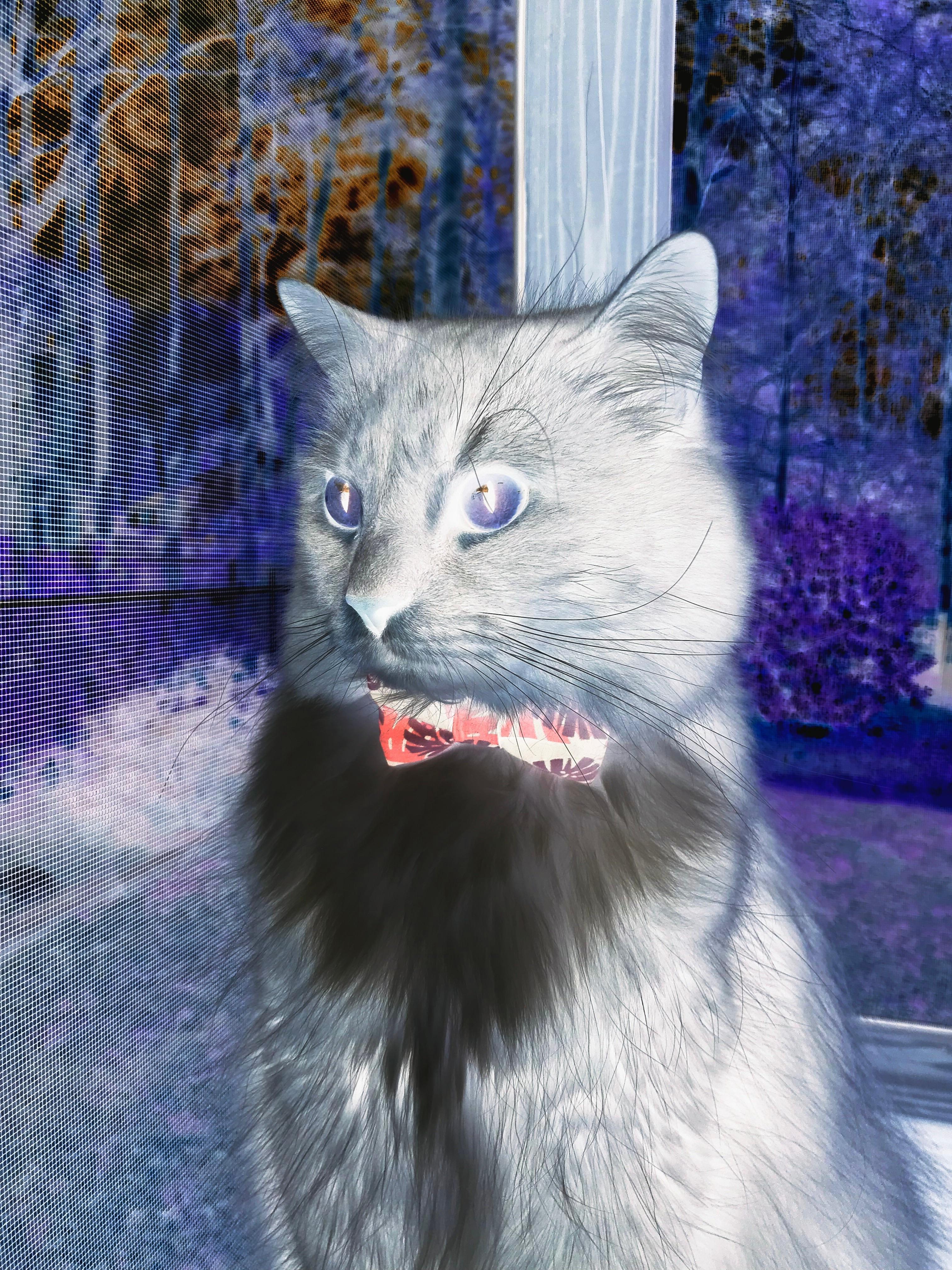 中国马术骑手闯进奥运资格赛决赛,中国马术冠军骑手有哪些