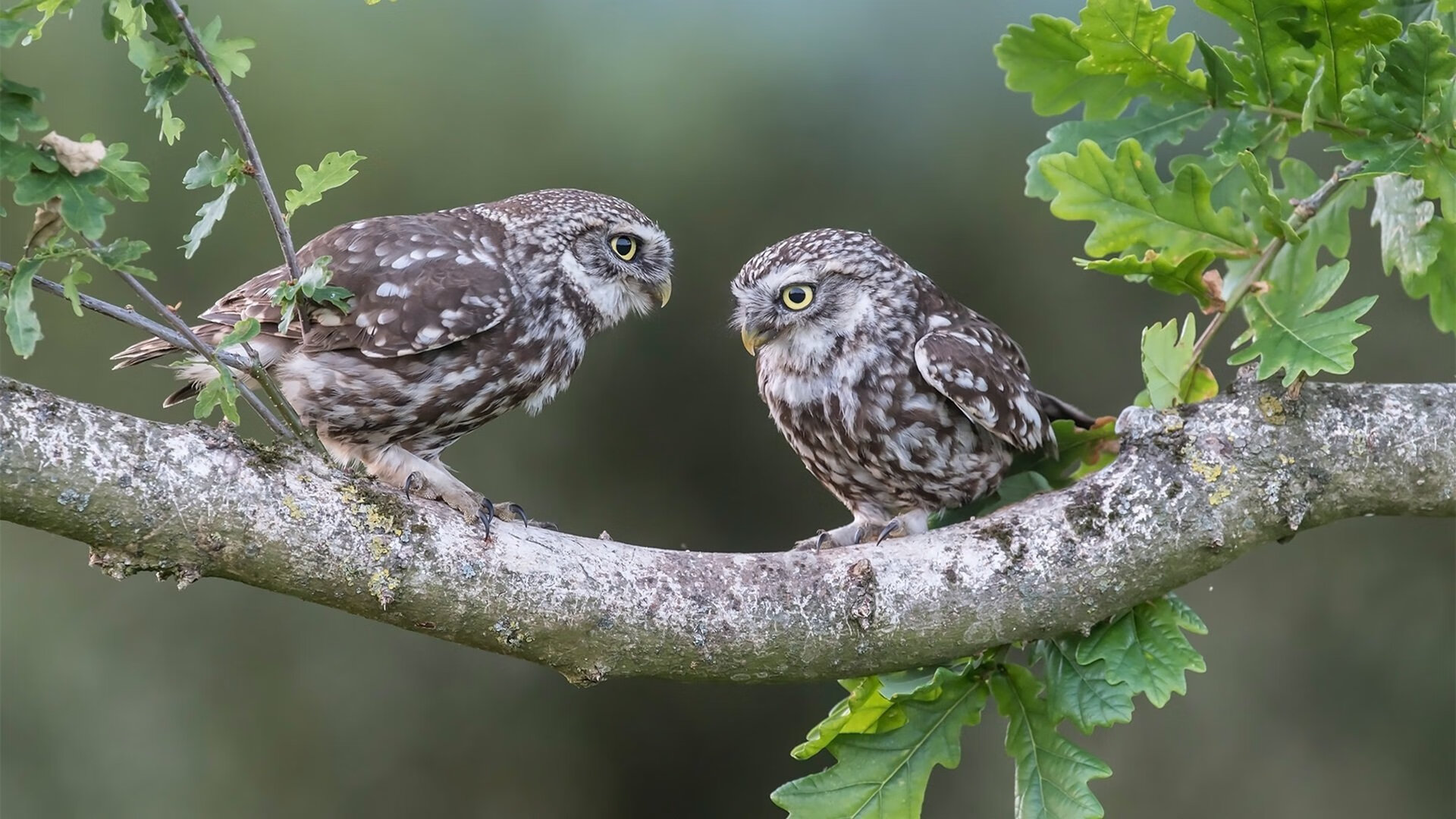 德甲关键战，数据分析揭示中场控制和攻防转换的核心策略，德甲中场休息几分钟